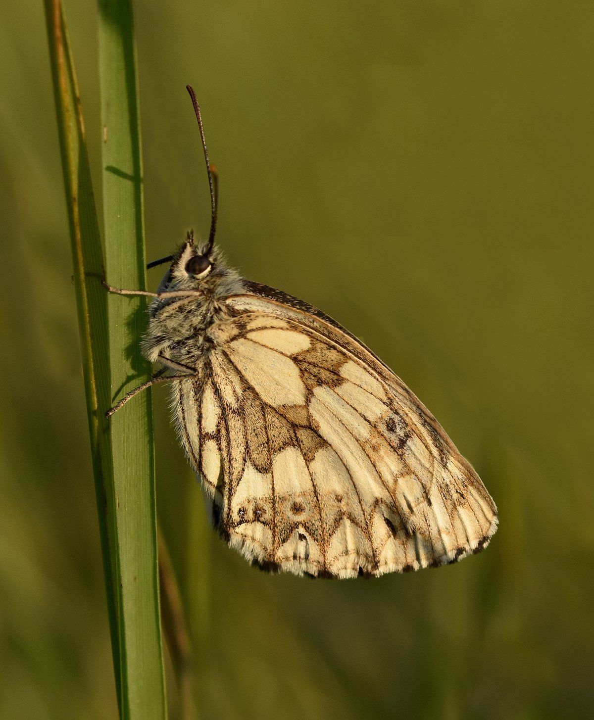 a marble white butterfly on a stalk