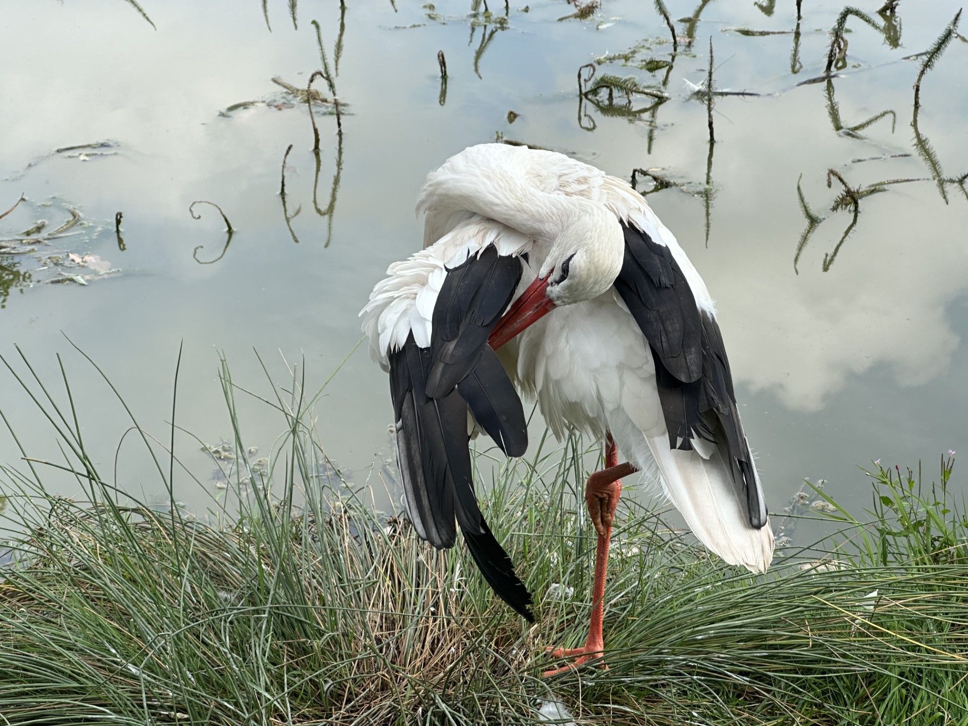 a white stork preening