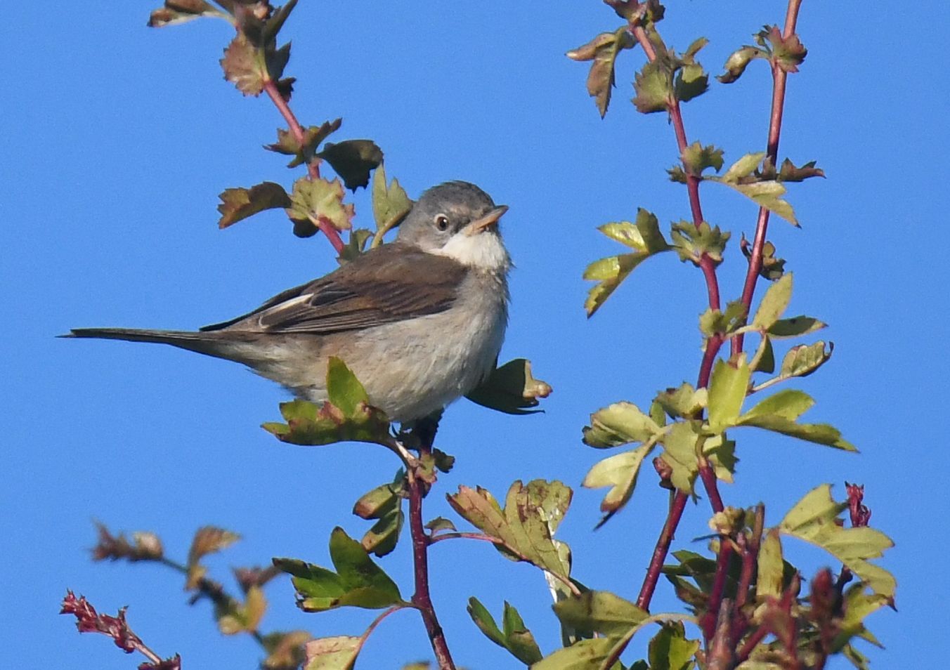 A Whitethroat bird on a branch