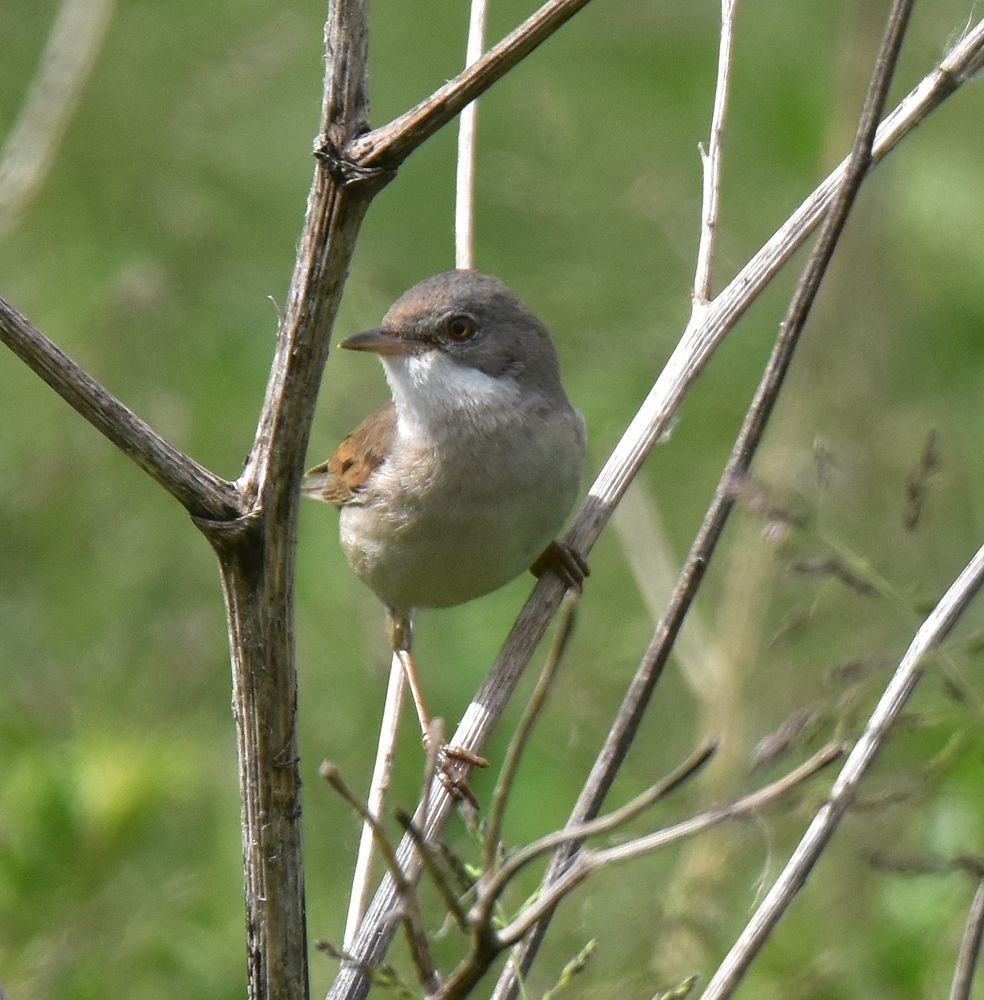A Whitethroat by Graham Harrison a whitethroat bird taken near crowle