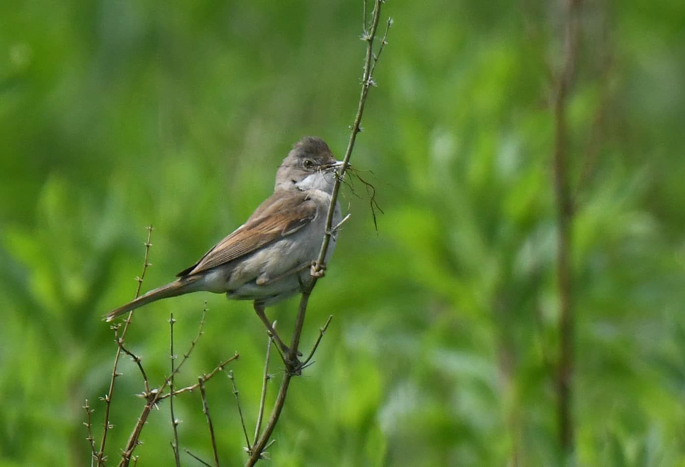 Photo by Graham Harrison a bird on a branch