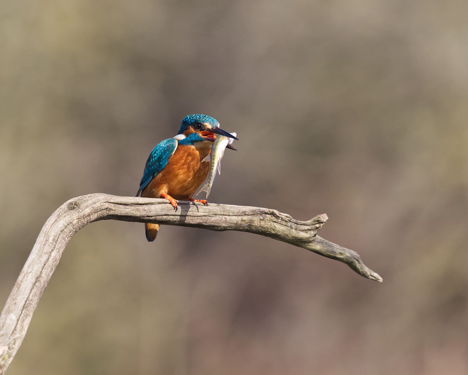 a Kingfisher on a branch