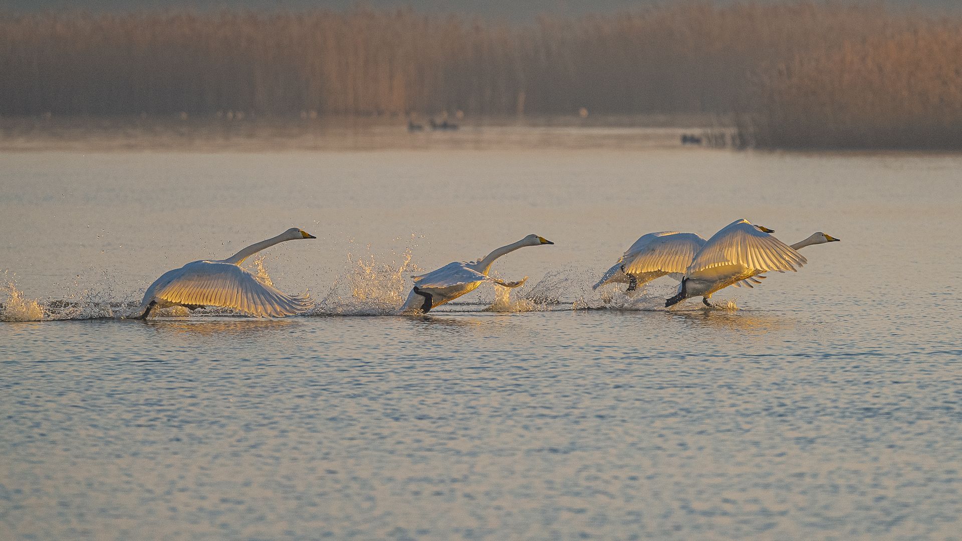 a flight of swans taking off into the dawn