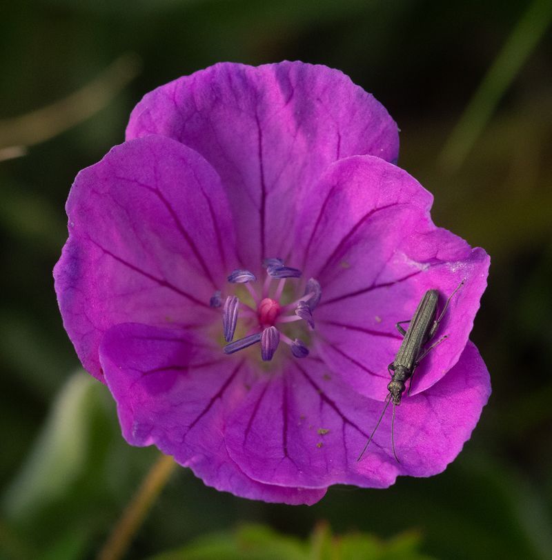 Wild Geranium by Graham Harrison A wild geranium flower