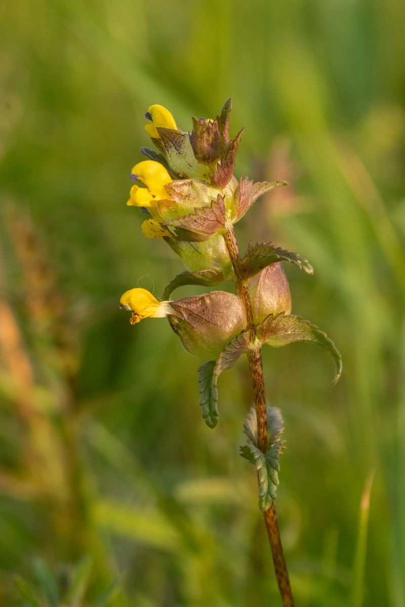 Wildflower