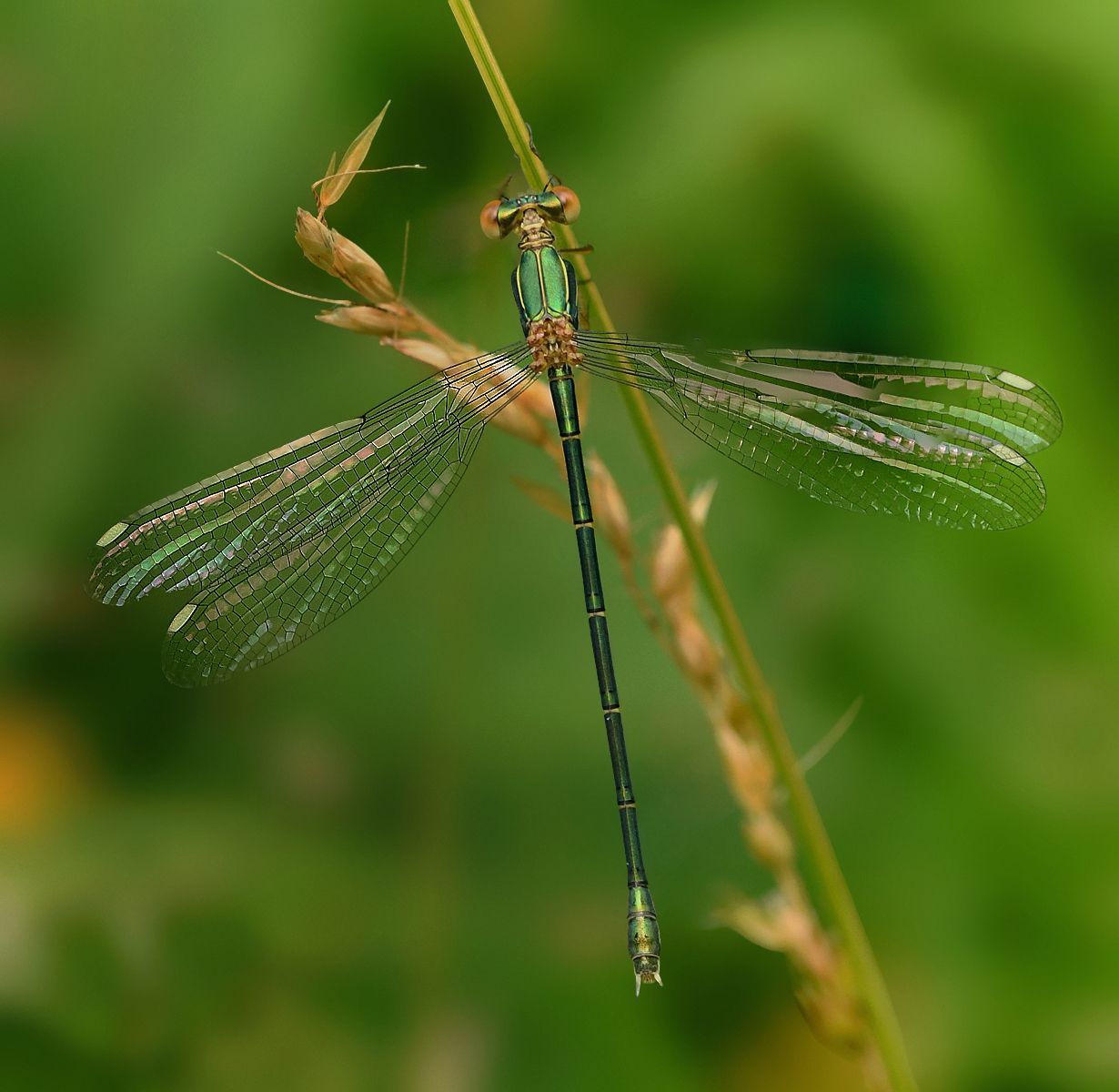 Willow Emerald Damselfly by Graham Harrison A willow emerald damselfly