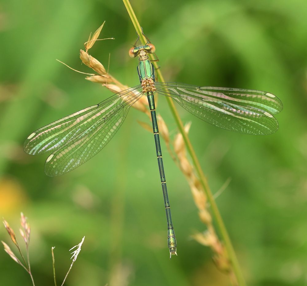 a willow emerald damselfly