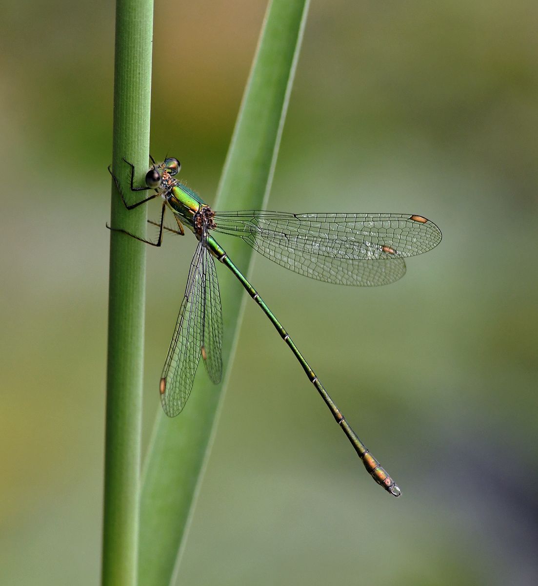 A Willow Emerald Damselfly