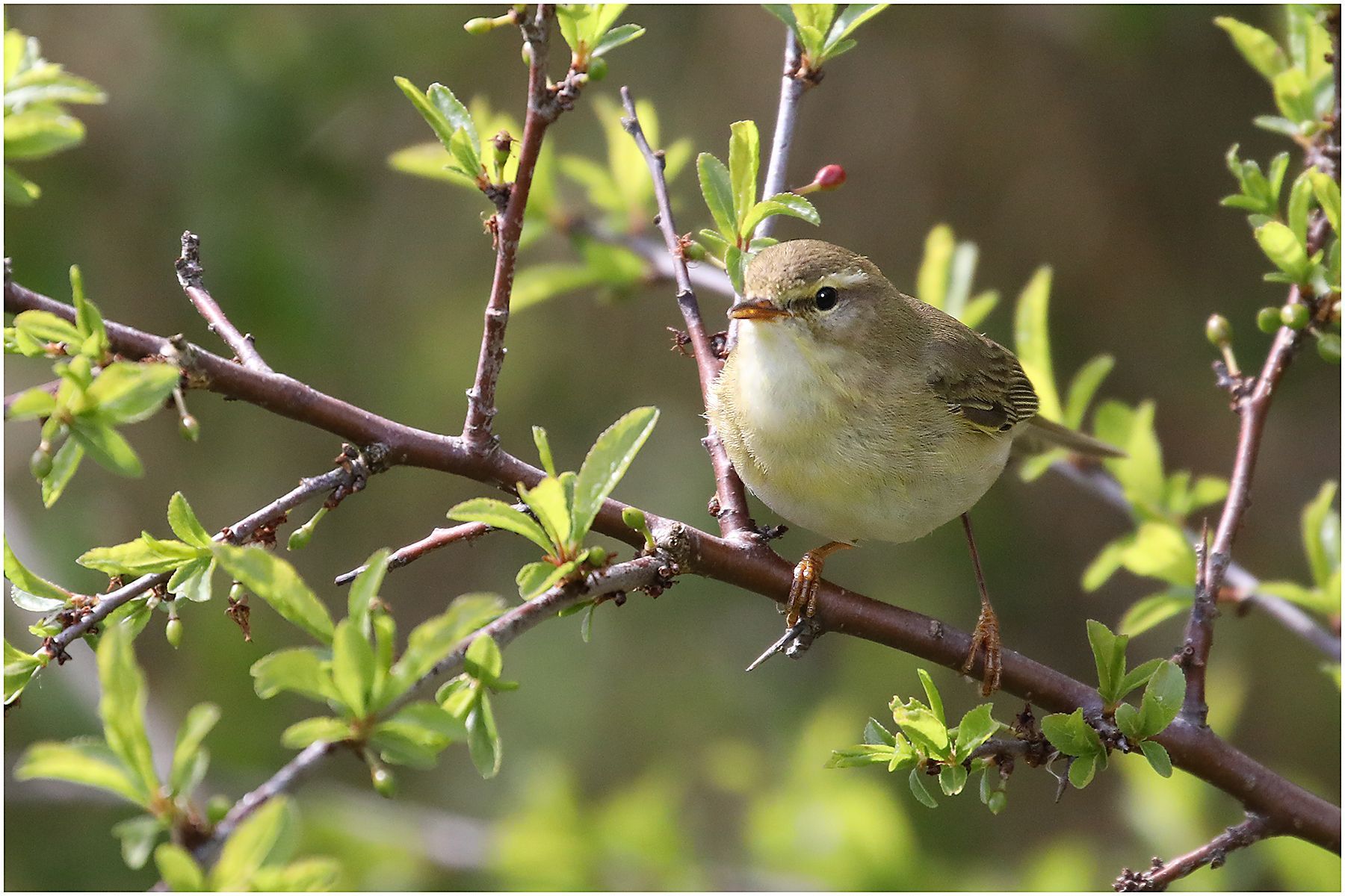 Willow Warbler by Paul Malley a willow warbler bird in a tree