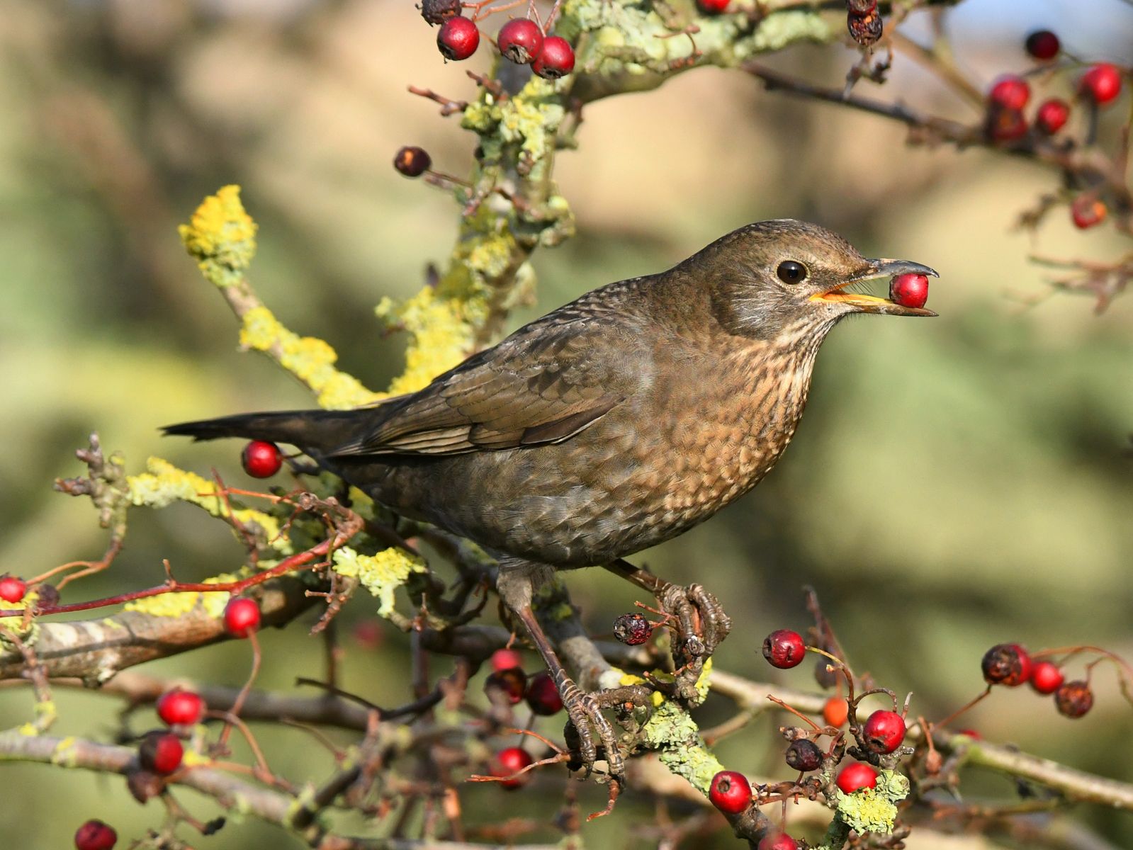 A bird in a tree feeding on red berries
