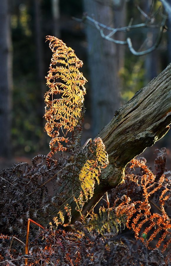 winter colours by Graham Harrison a brown fern in winter