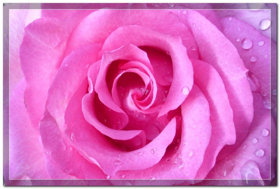 a pink winter rose