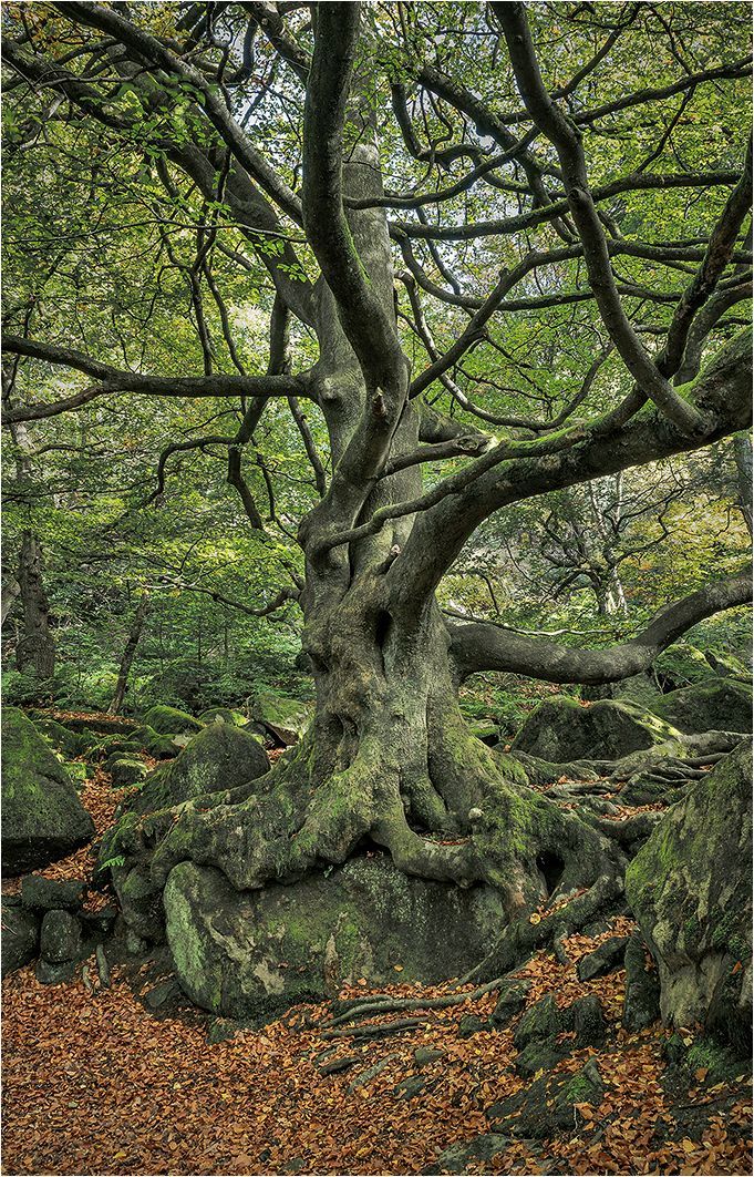 a tree pictured in Padley Gorge