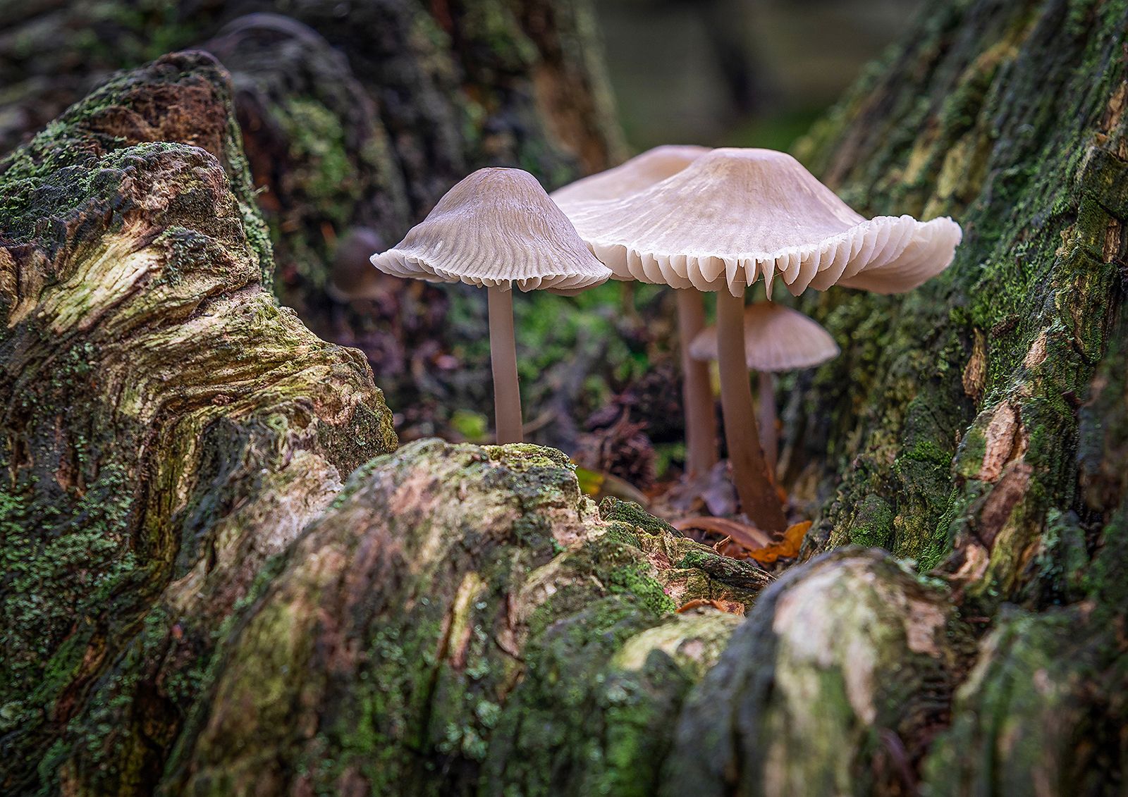 fungi depicted in woodland