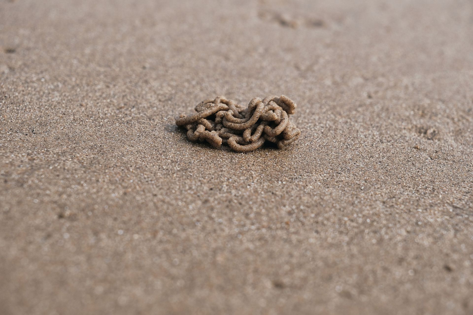 a worm cast on a sandy beach