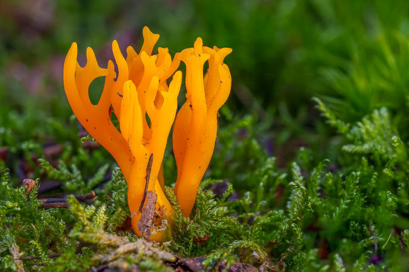 A photo of a yellow Stagshorn fungus