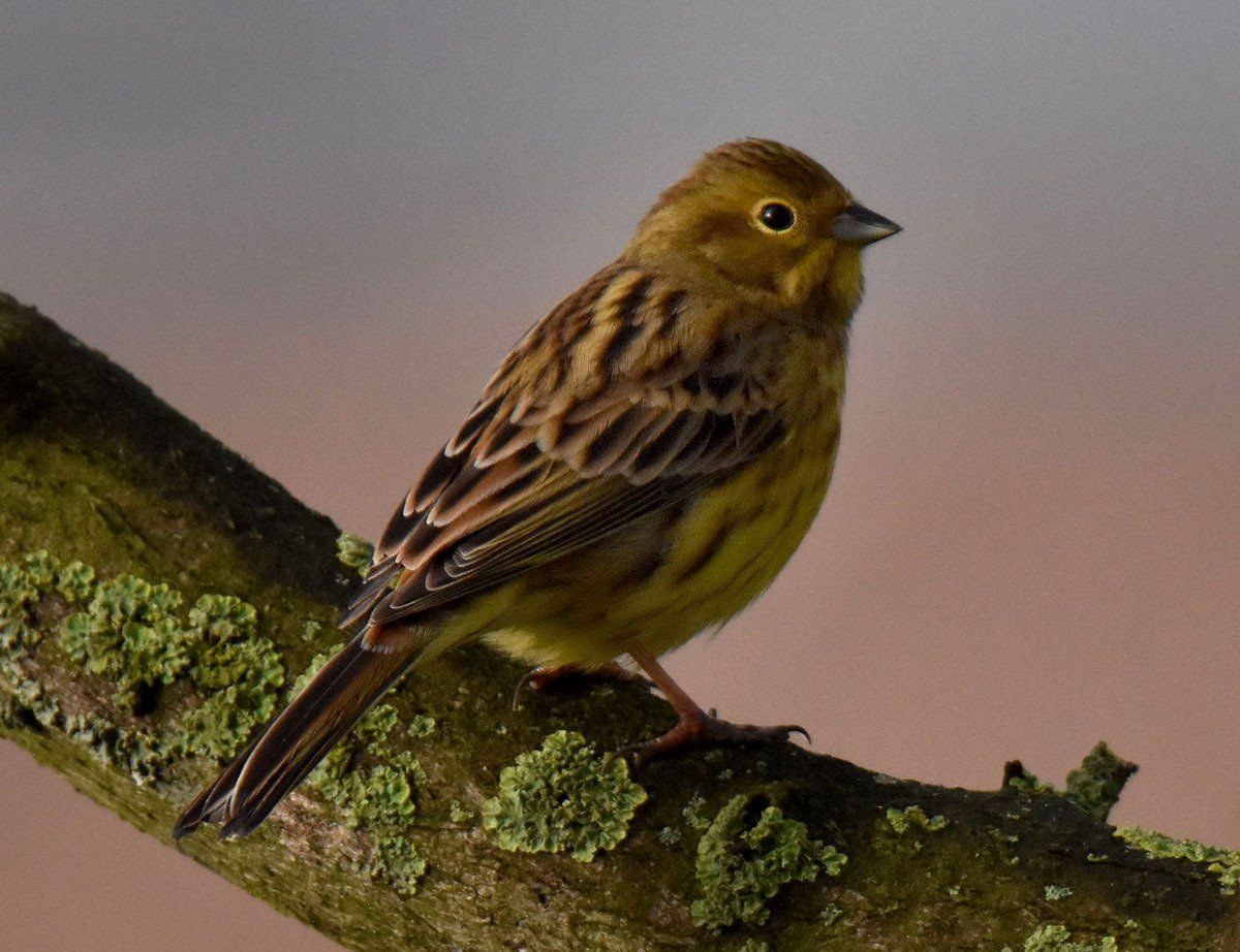 Photo by Graham Harrison a yellowhammer