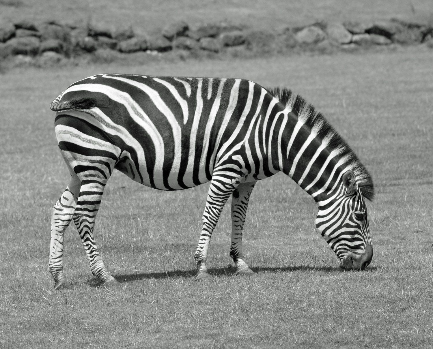 Photo by Graham Harrison a monochrome photo of a zebra