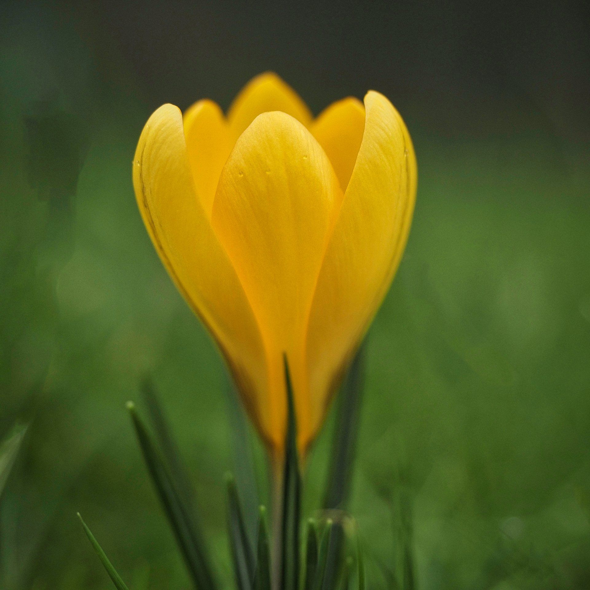 Crocus photo by Derek Smith a yellow crocus
