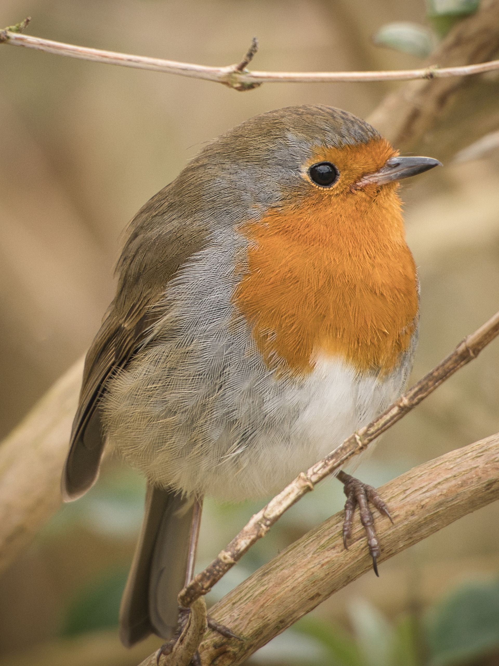 A Robin sitting on a branch