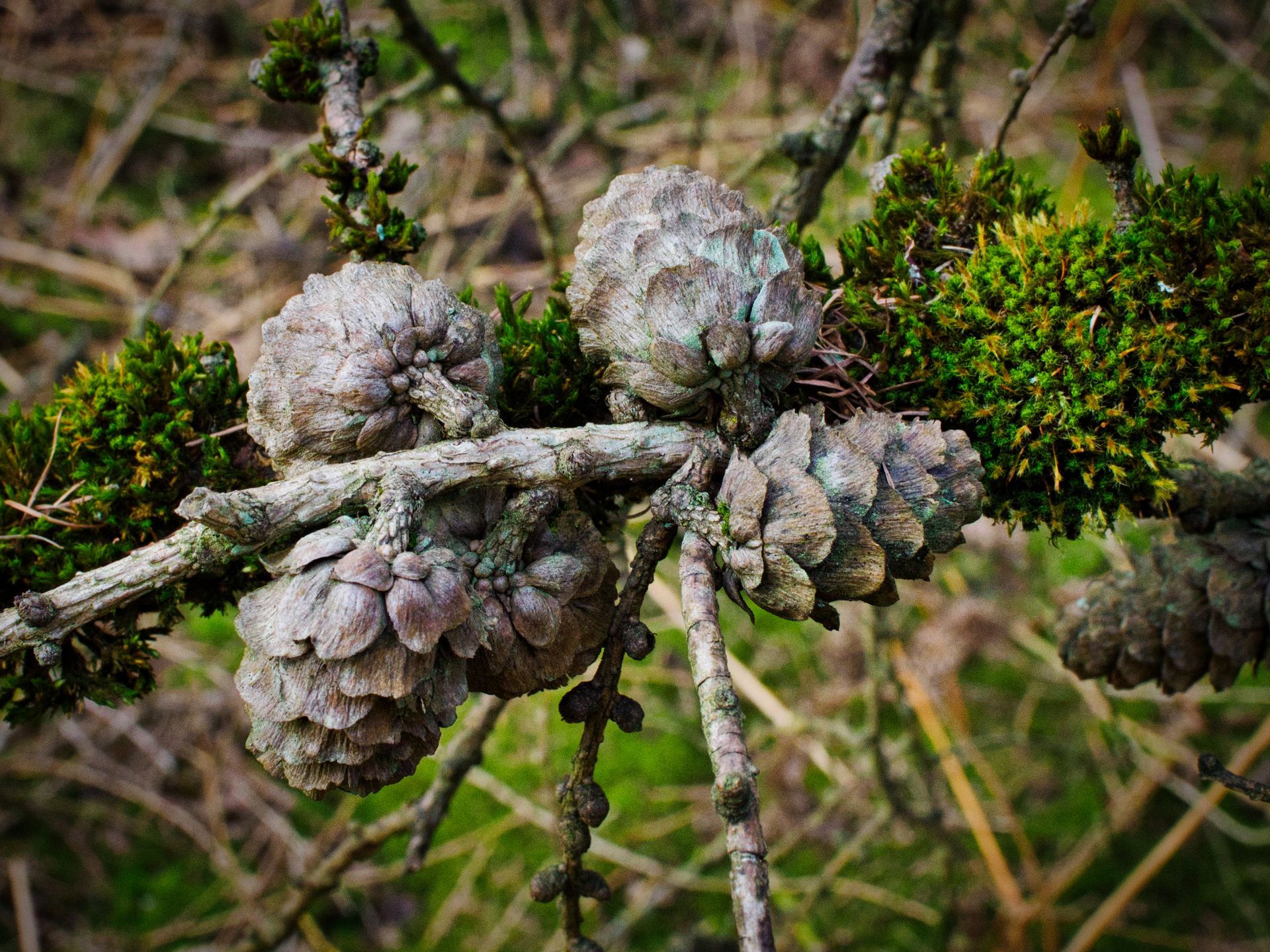 Pine Cones on a branch
