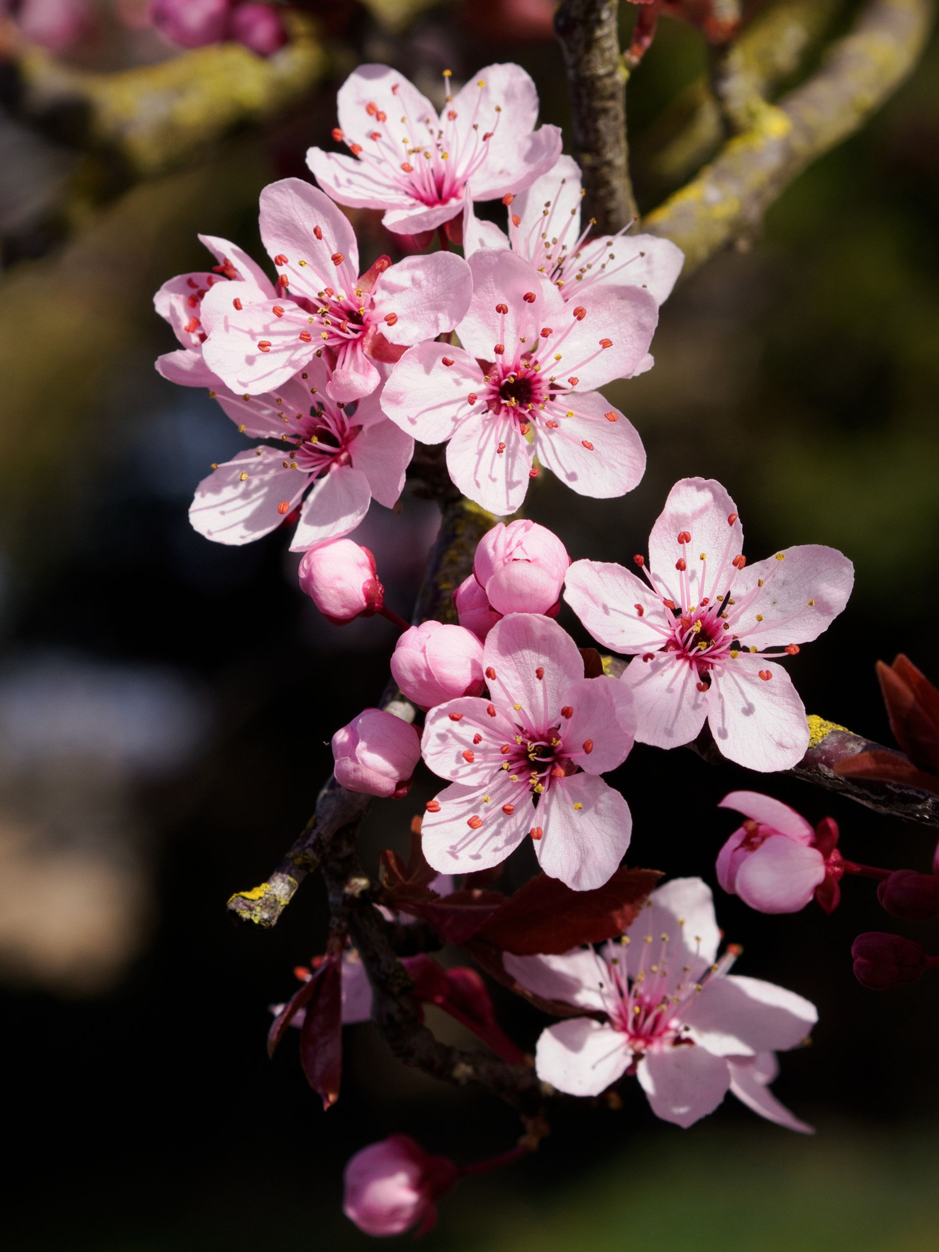Pink blossom on a tree.