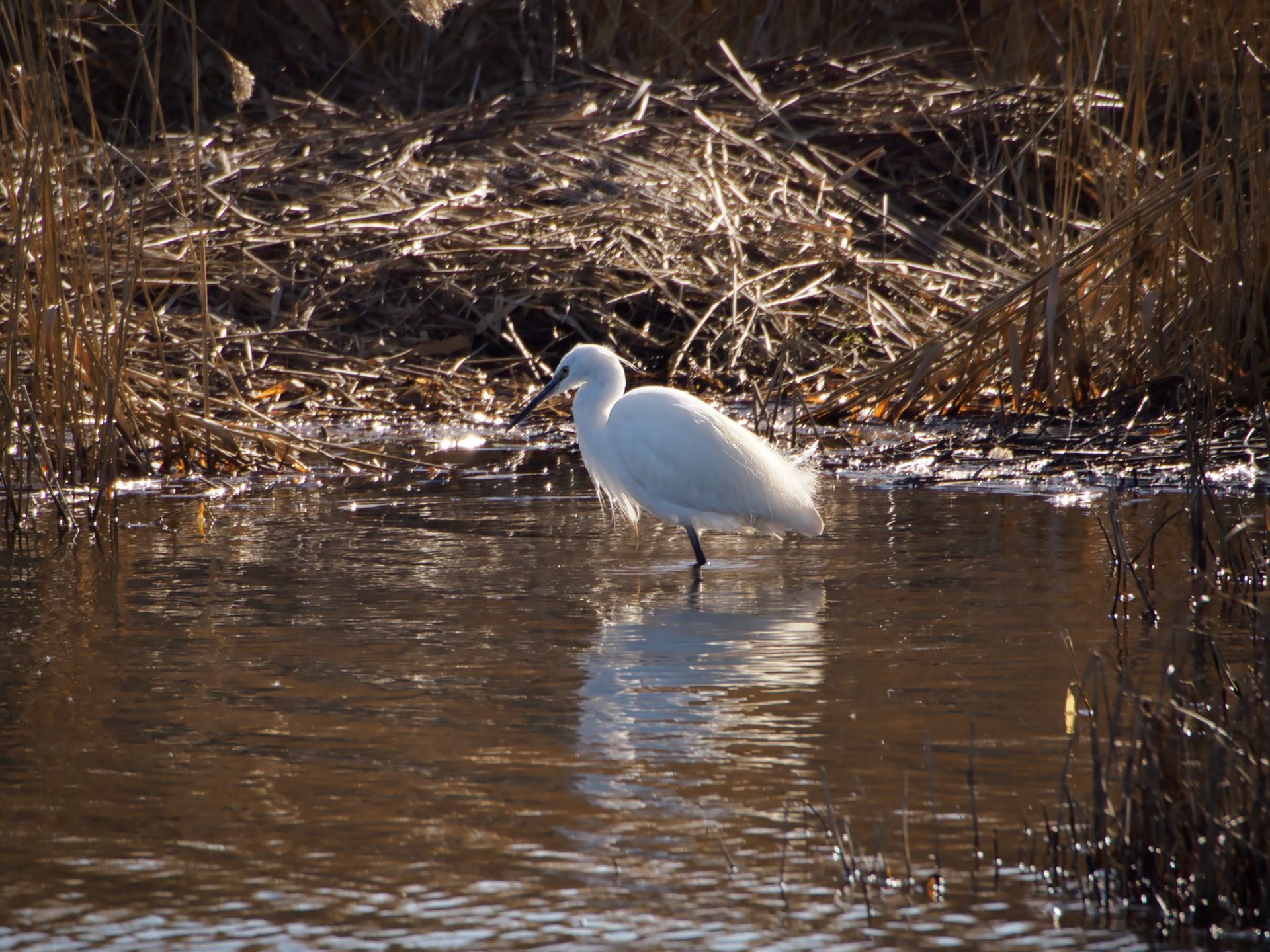 A Little Egret at the waters edge