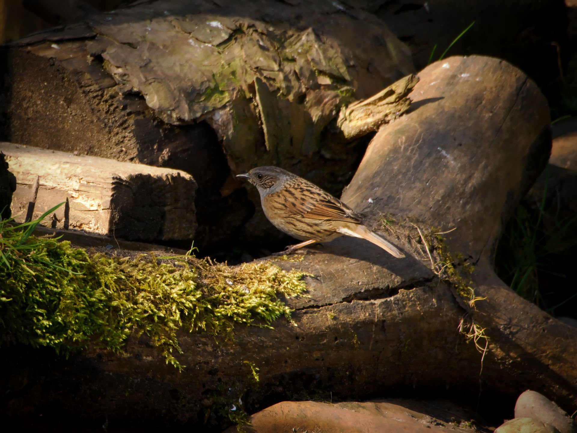 A Dunnock perched on a log