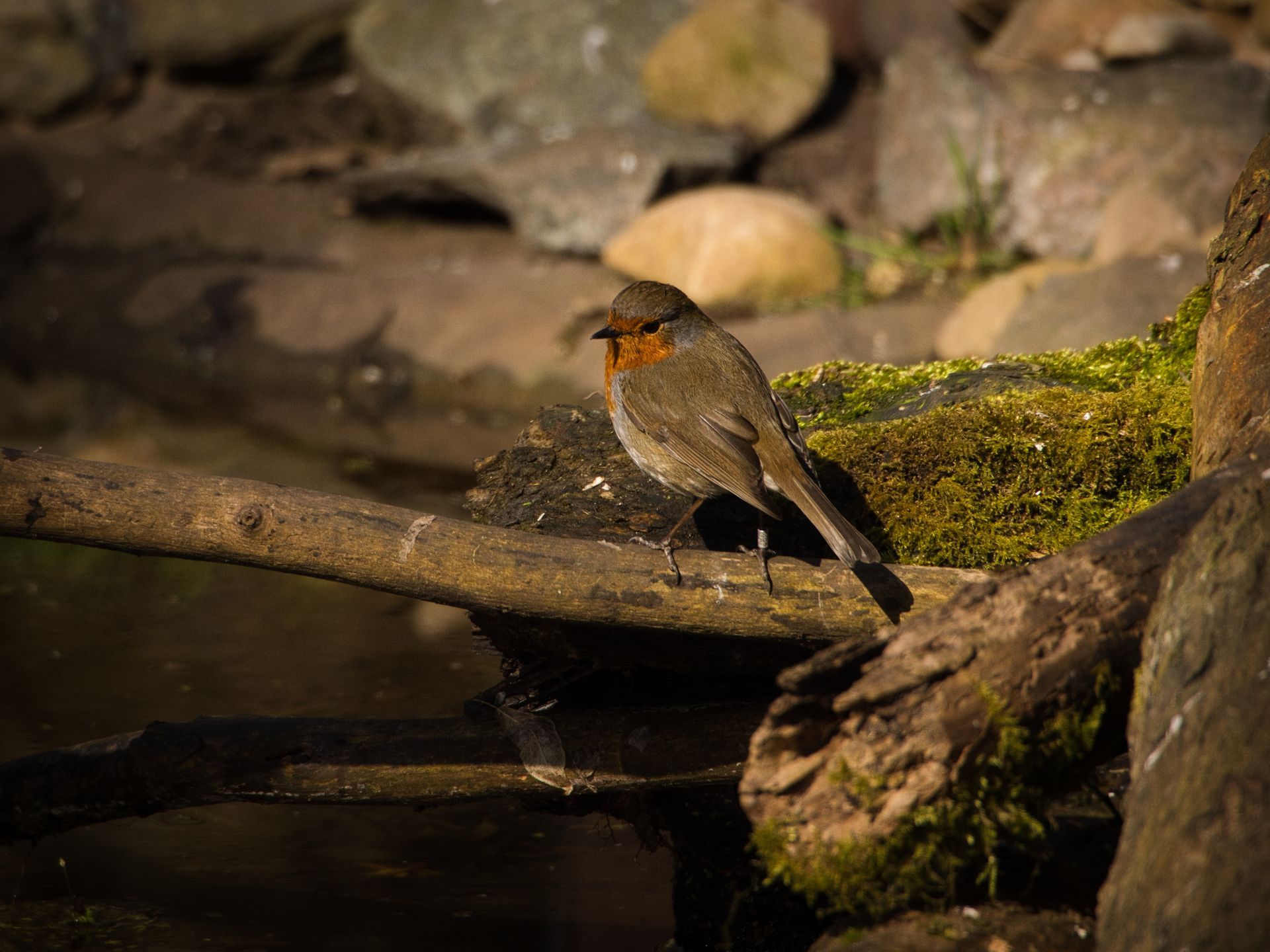 A Robin pictured on a branch