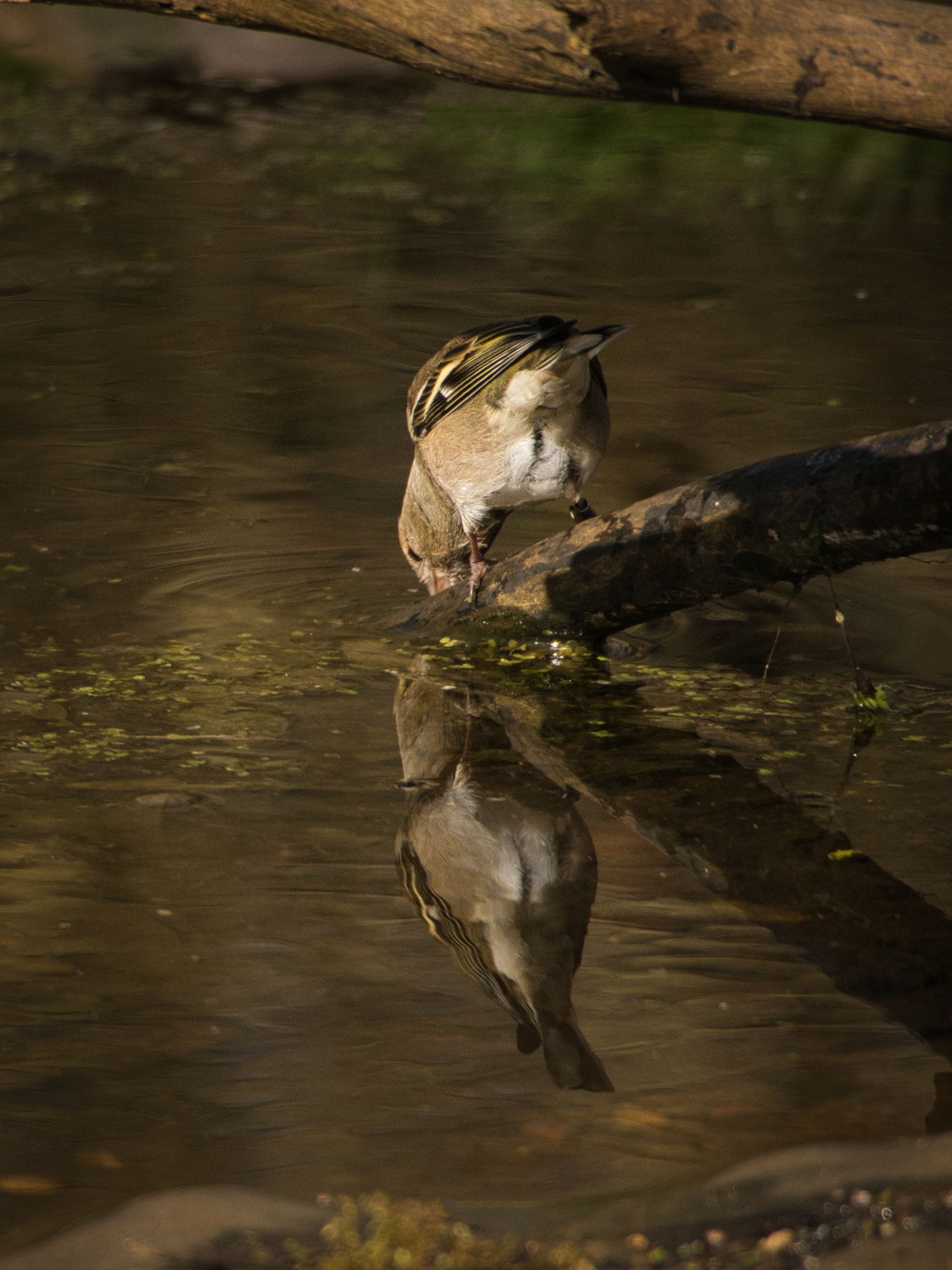 A Chaffinch bird reflected drinking from a pond