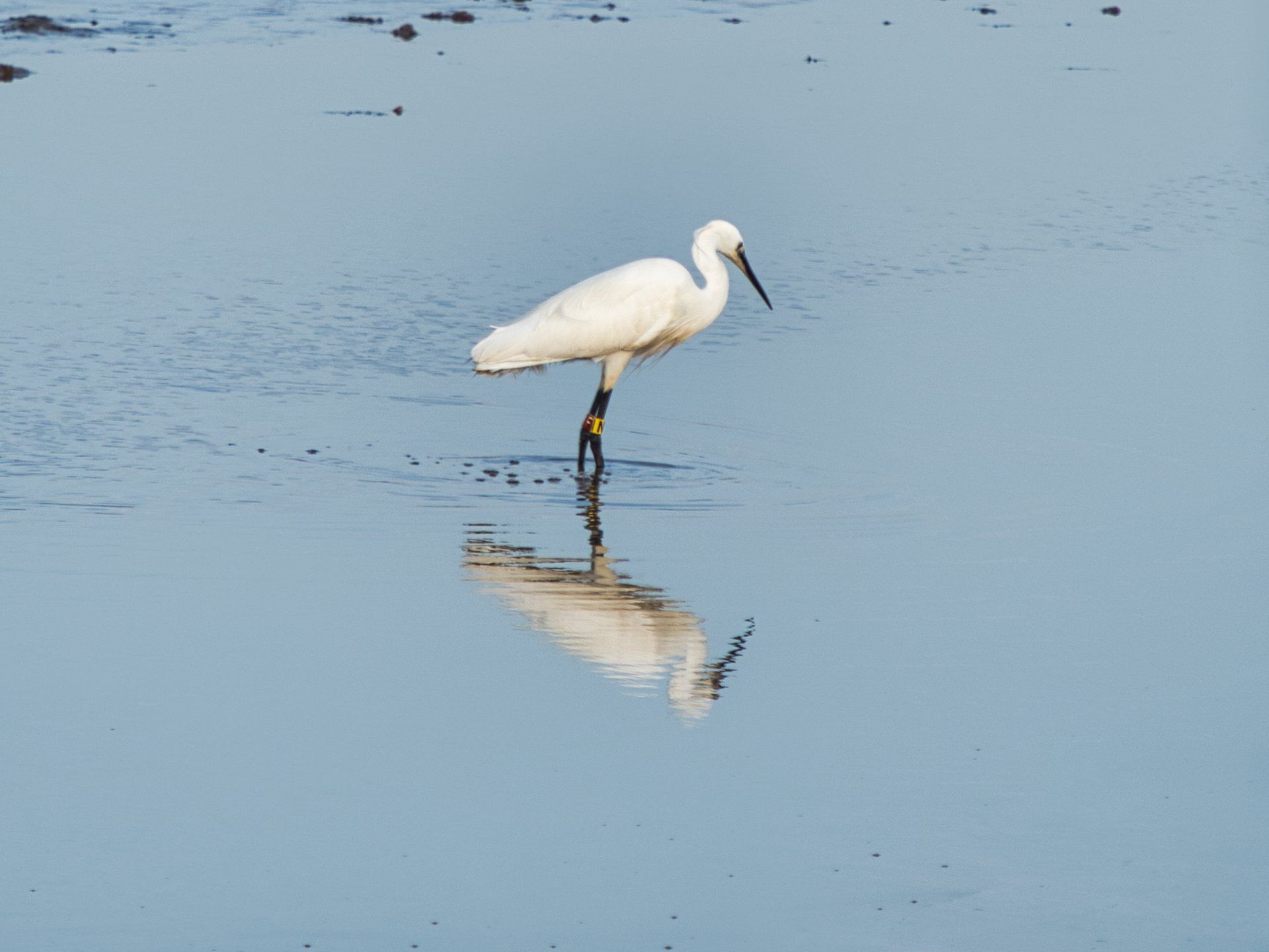 an egret reflected in water at the beach
