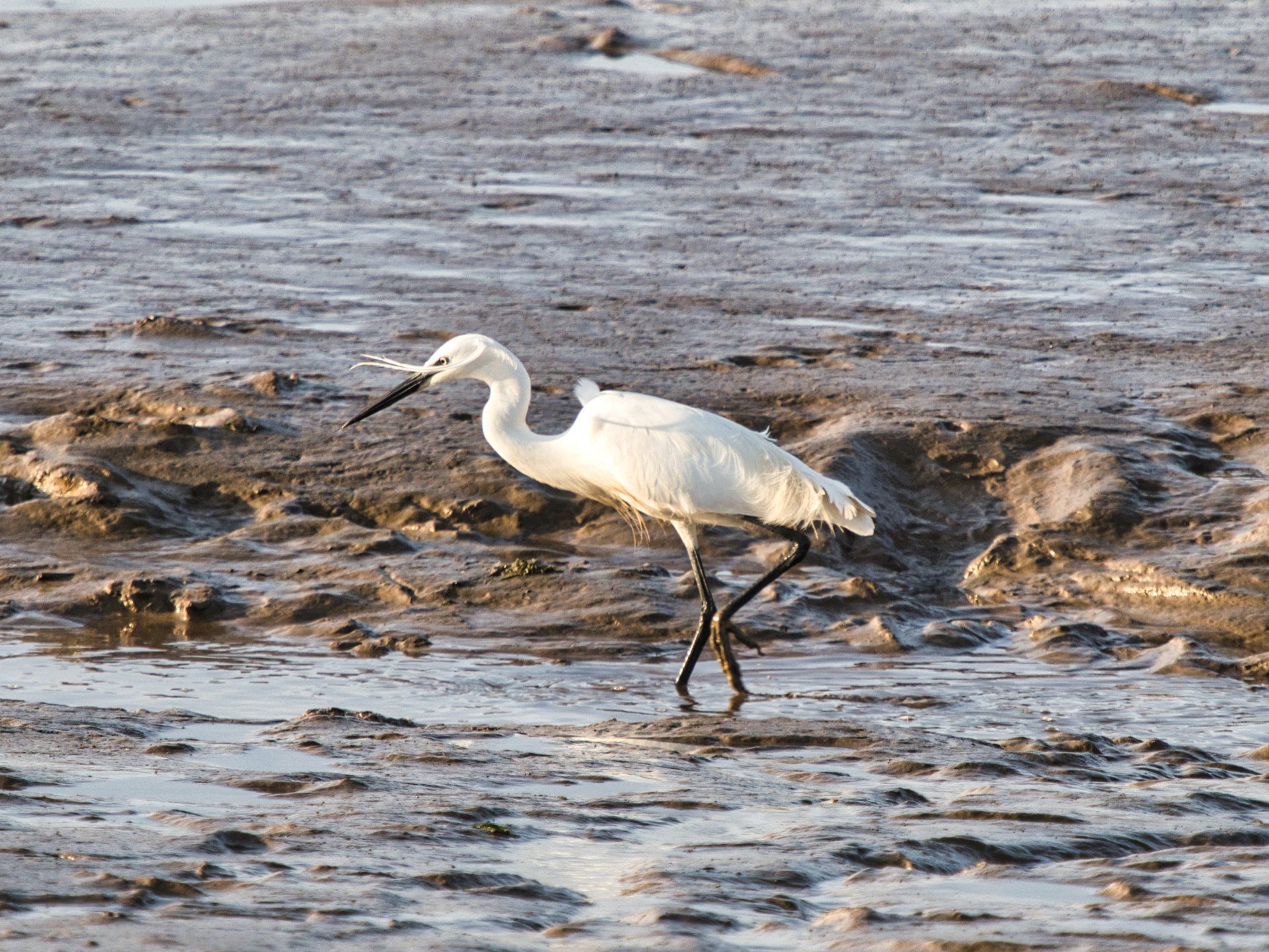 an egret on the banks of the humber estuary
