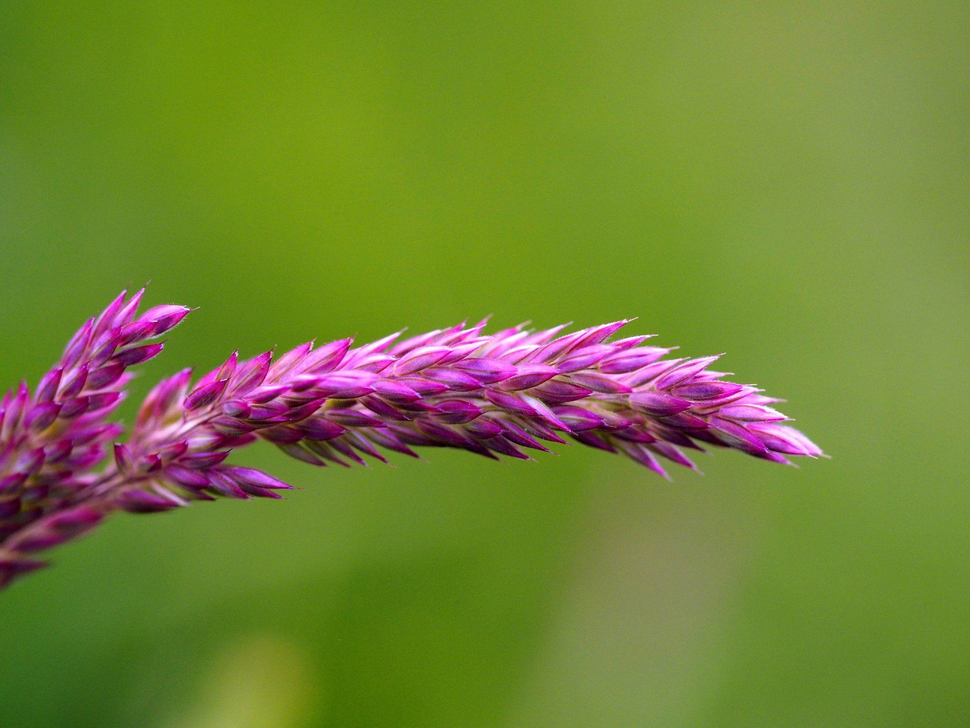 Photo by: Derek Smith, with Olympus 60mm macro grass seed head
