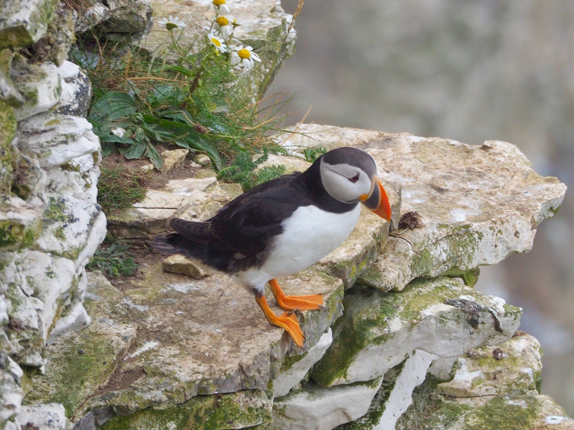 Photo by: Derek Smith a puffin at Bempton cliffs