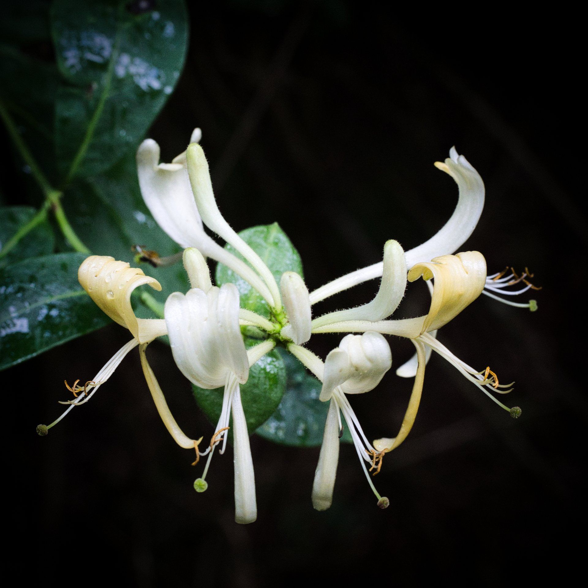 Wild Honeysuckle by Derek Smith wild honeysuckle
