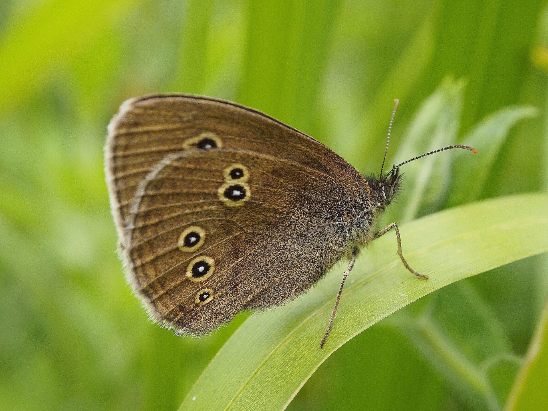 a brown butterfly on a leaf