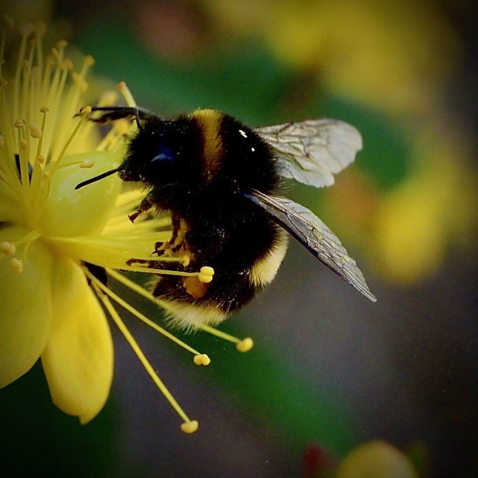 Photo by Derek Smith a bee collecting pollen on a yellow flower