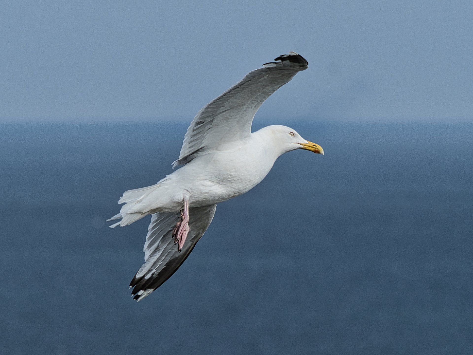 a herring gull in flight