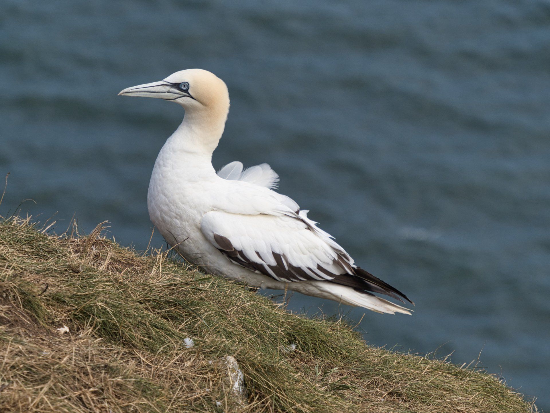 a gannet on the cliff top