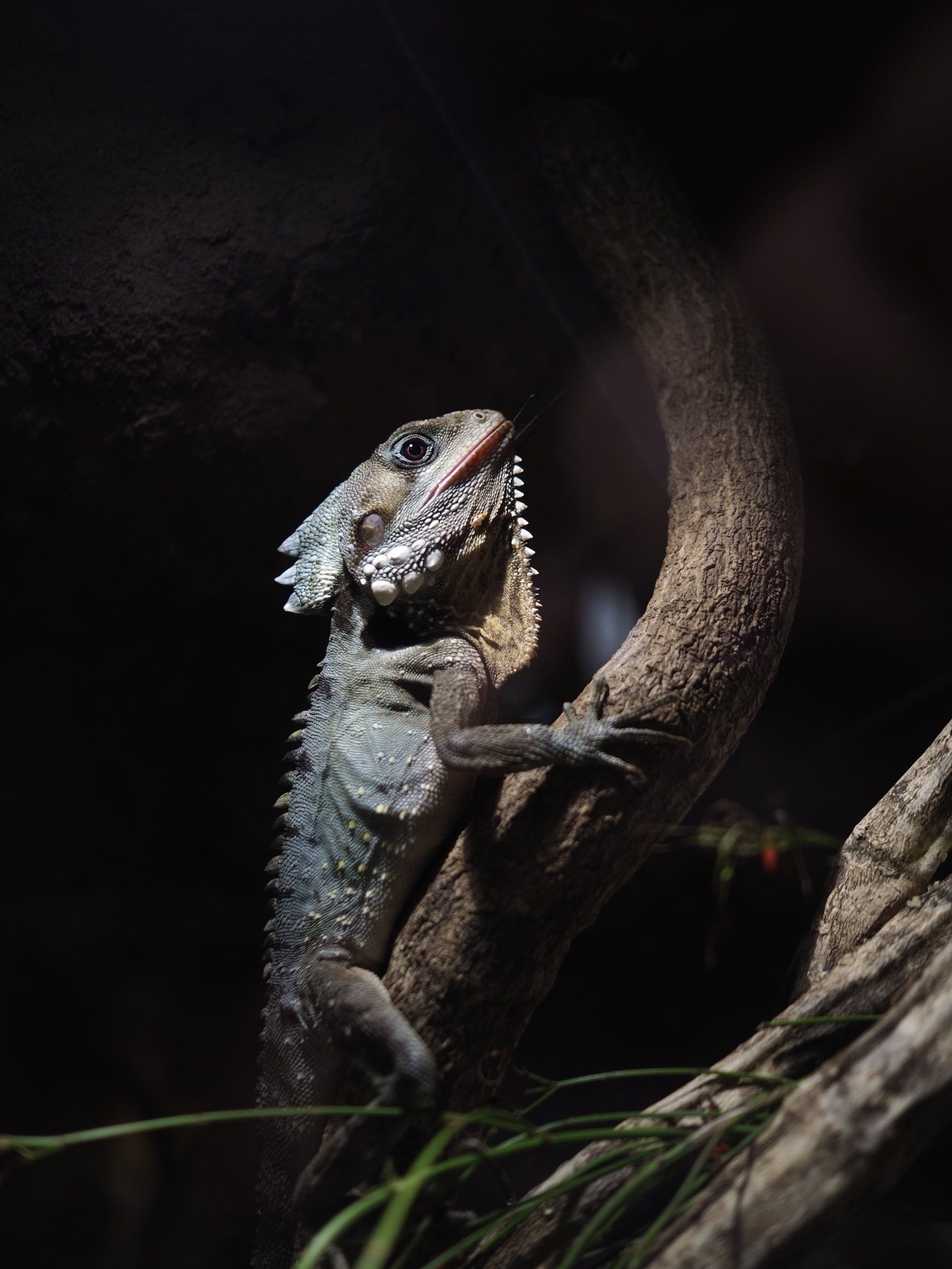 a lizard in a zoo in australia