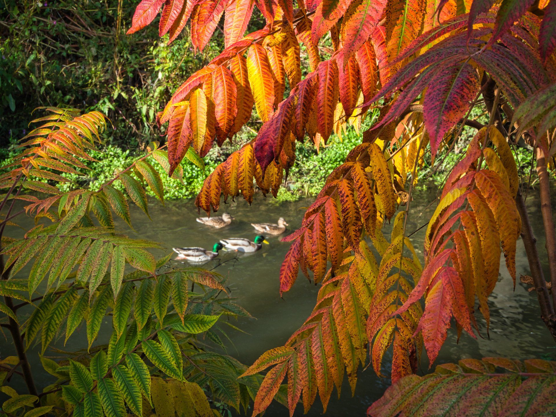 Photo by Derek Smith four ducks on the river framed by foliage