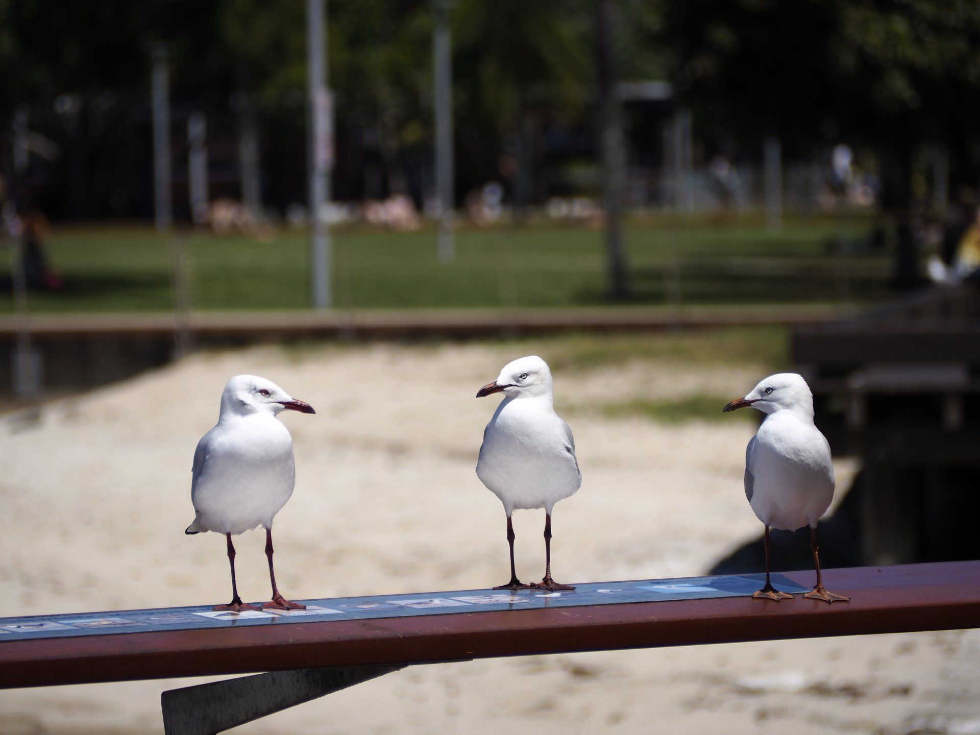 three seagulls on a perch