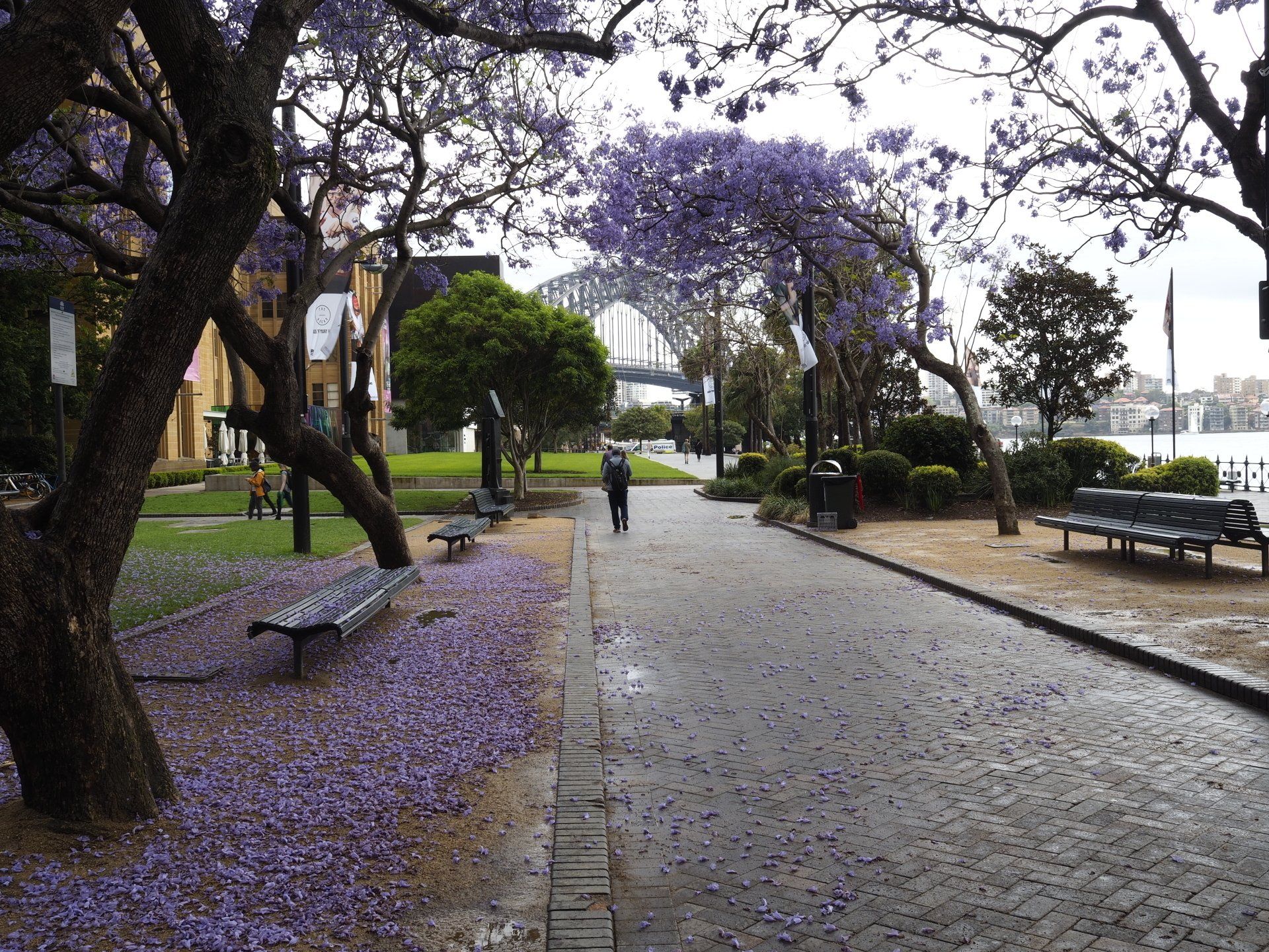 sydney, australia by the harbour bridge