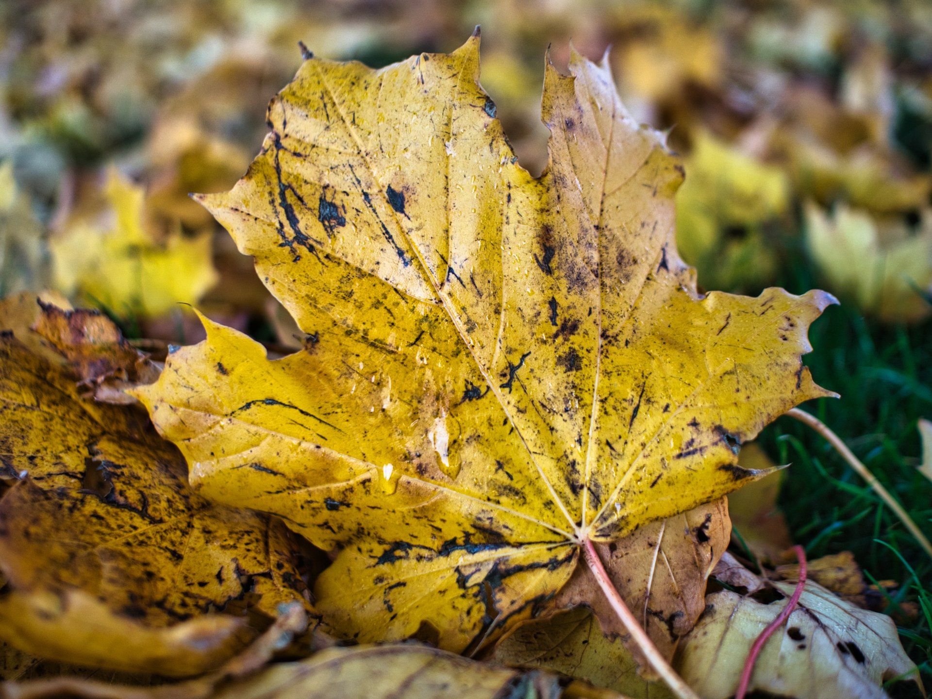 an orange autumn coloured leaf