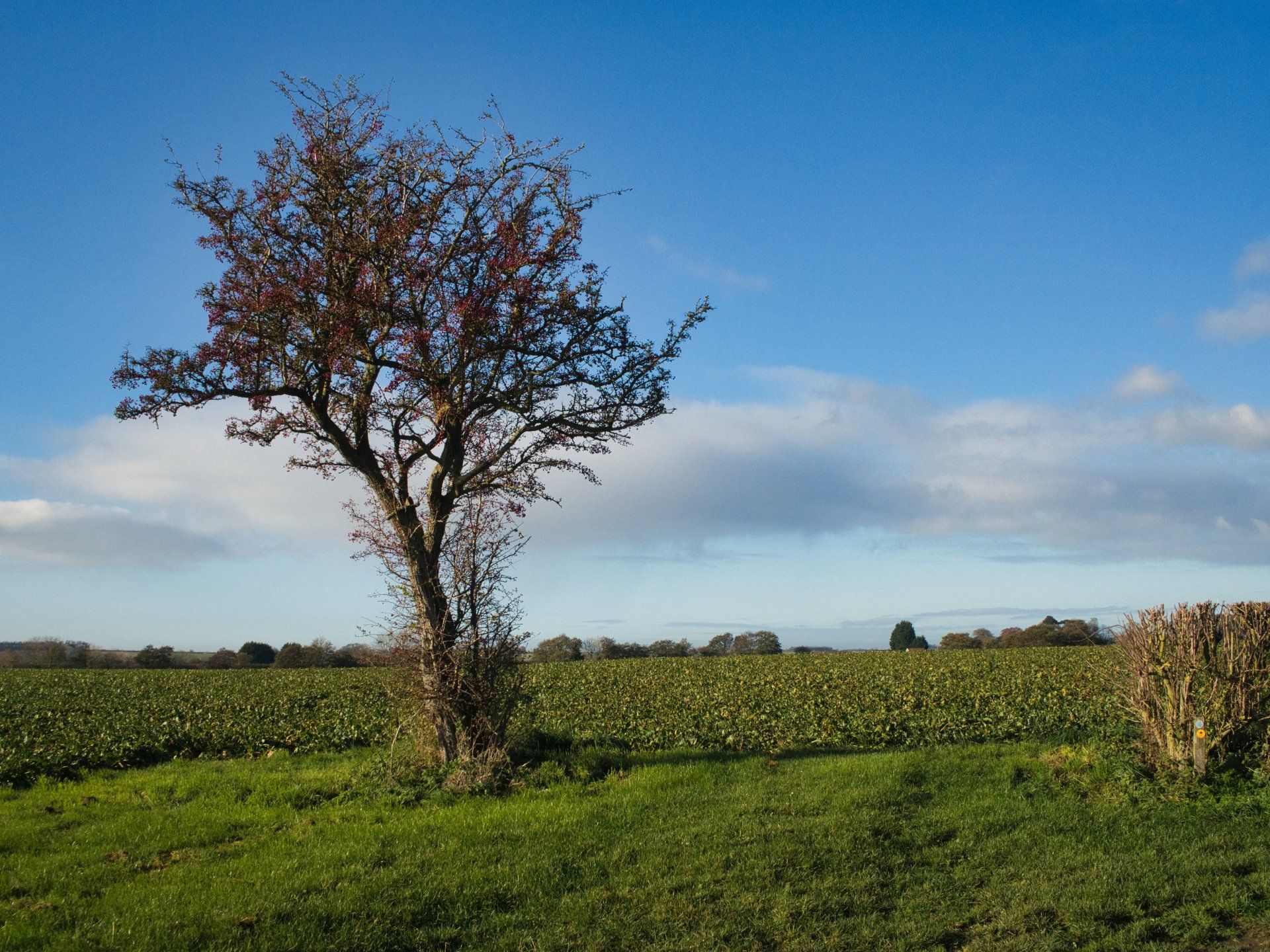 a lone tree on the viking way footpath