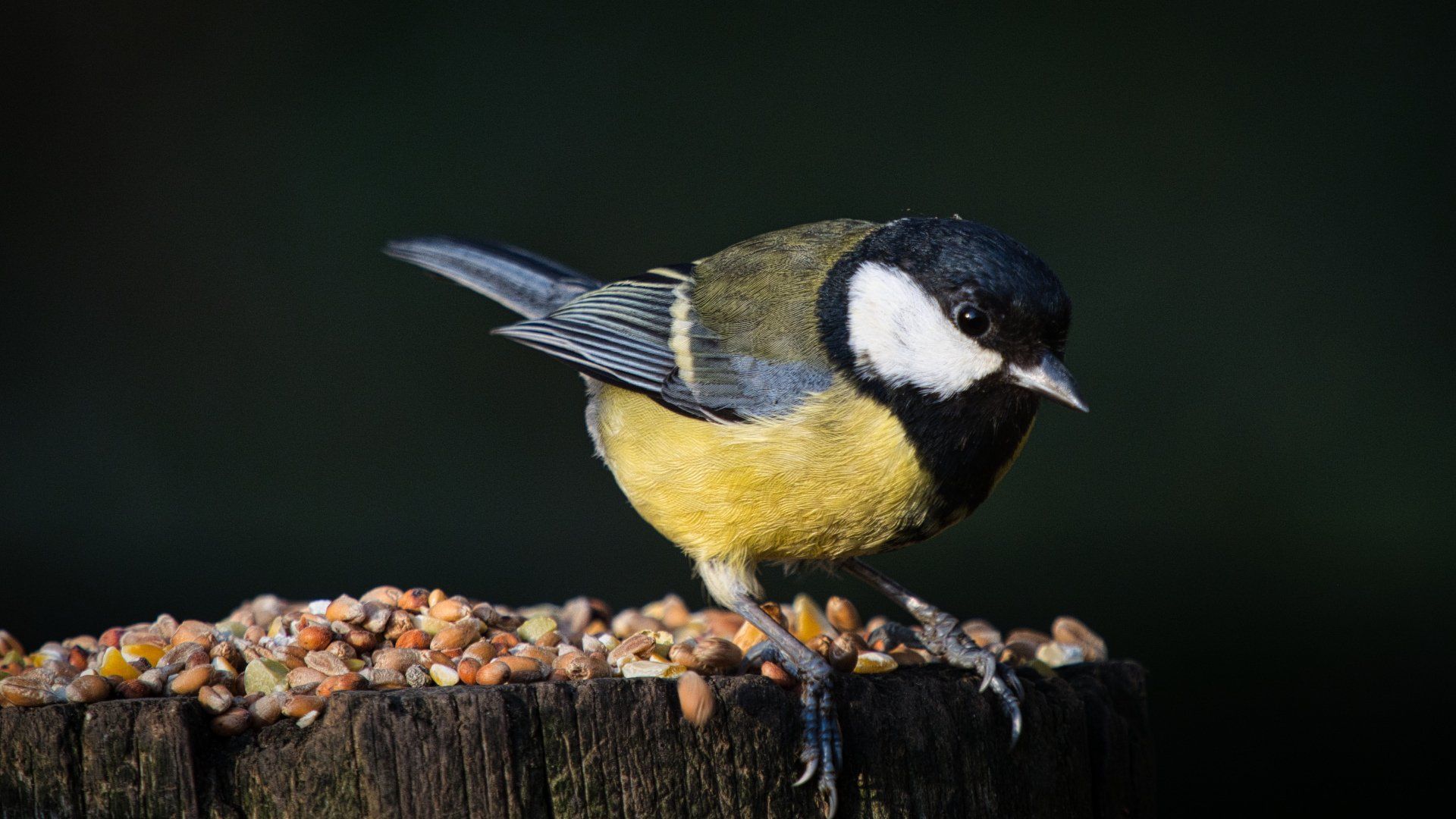Photo by: Derek Smith a great tit bird on a post