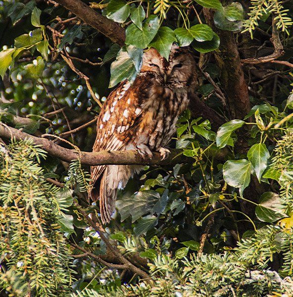 Photo by: David Whitehouse a tawny owl on a branch