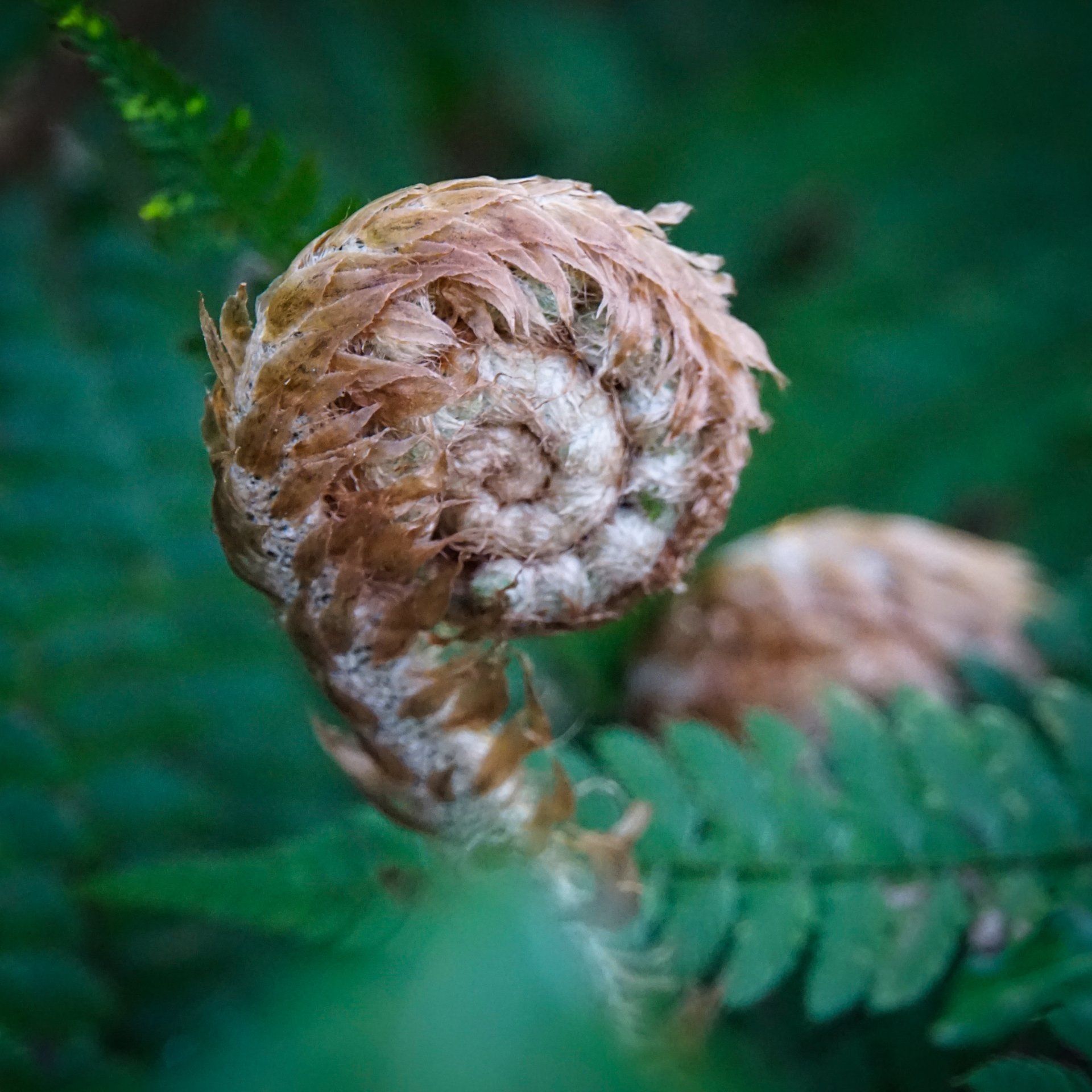 a curled fern frond in woodland