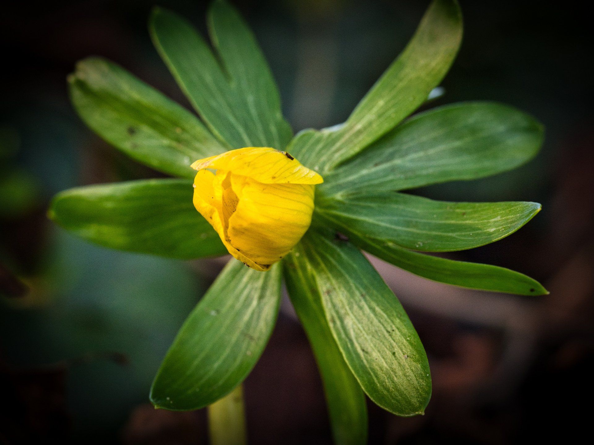 an aconite flower