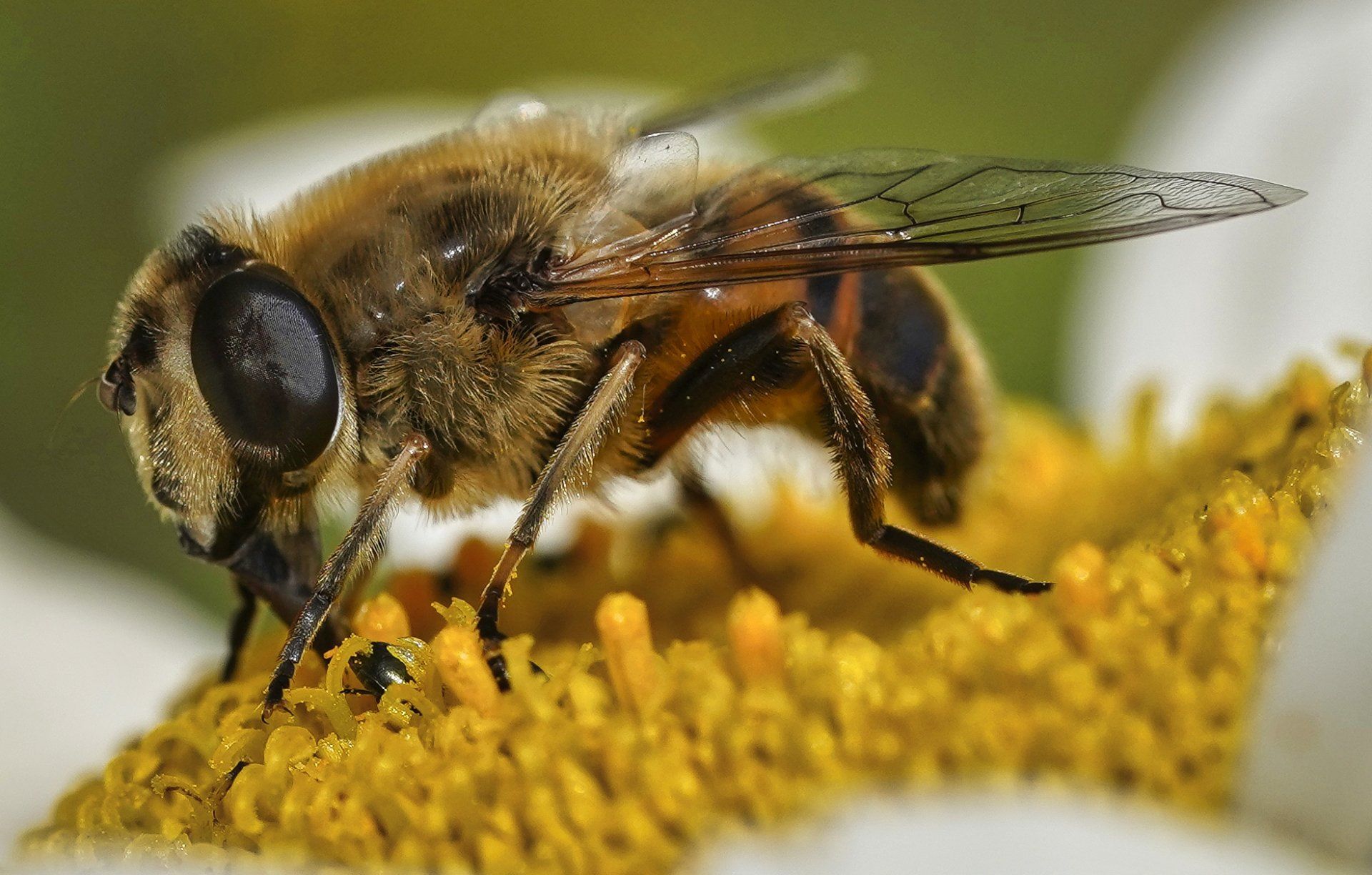 a bee collecting pollen